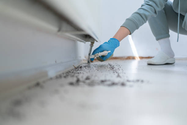 Best Wasp Removal Services  in Pleasant Grove, UT